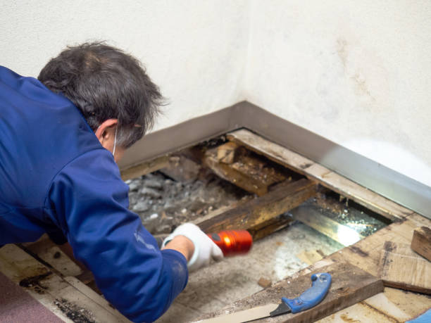 Chelsea, MA Mold Removal Company
