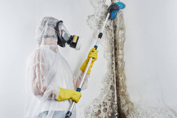 Best Fast Mold Removal  in Chelsea, MA