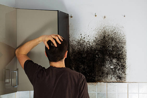 Best Commercial Mold Removal  in Chelsea, MA