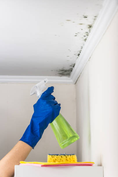 Best Mold Removal and Inspection  in Chelsea, MA