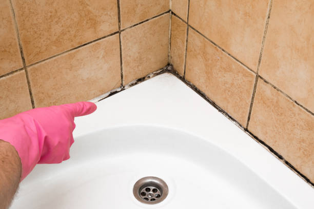 Best Mold Testing  in Chelsea, MA